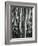 Aspens, Utah, 1972-Brett Weston-Framed Photographic Print