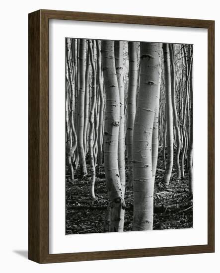 Aspens, Utah, 1972-Brett Weston-Framed Photographic Print