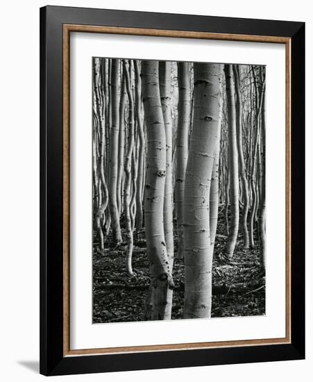 Aspens, Utah, 1972-Brett Weston-Framed Photographic Print