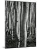 Aspens, Utah, 1972-Brett Weston-Mounted Photographic Print