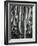 Aspens, Utah, 1972-Brett Weston-Framed Photographic Print