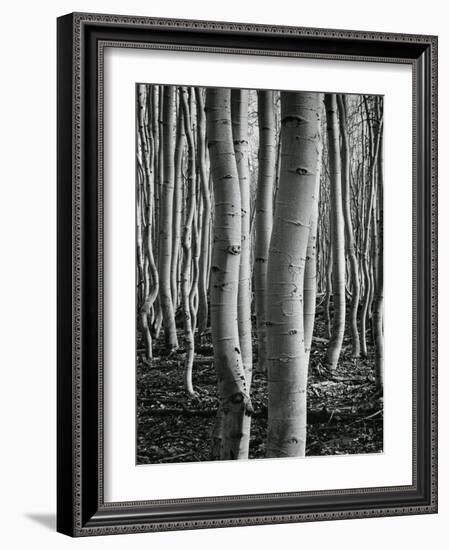 Aspens, Utah, 1972-Brett Weston-Framed Photographic Print