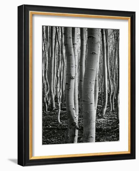 Aspens, Utah, 1972-Brett Weston-Framed Photographic Print