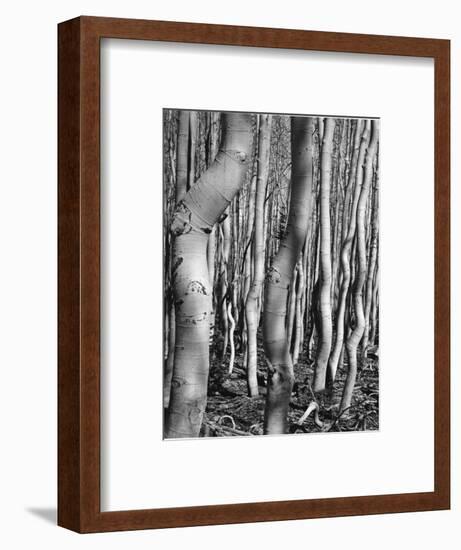 Aspens, Utah, 1972-Brett Weston-Framed Photographic Print