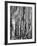 Aspens, Utah, 1972-Brett Weston-Framed Photographic Print