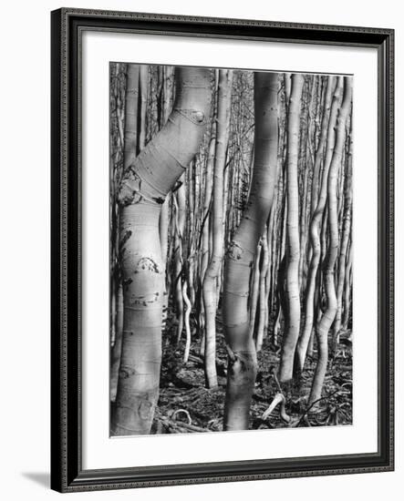 Aspens, Utah, 1972-Brett Weston-Framed Photographic Print