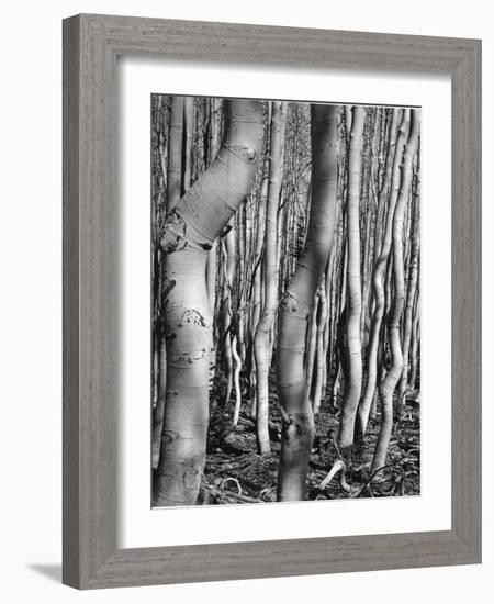 Aspens, Utah, 1972-Brett Weston-Framed Photographic Print