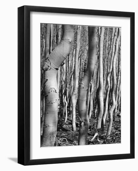 Aspens, Utah, 1972-Brett Weston-Framed Photographic Print