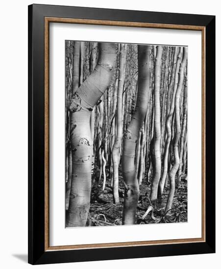 Aspens, Utah, 1972-Brett Weston-Framed Photographic Print