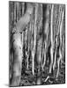 Aspens, Utah, 1972-Brett Weston-Mounted Photographic Print