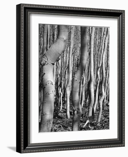 Aspens, Utah, 1972-Brett Weston-Framed Photographic Print