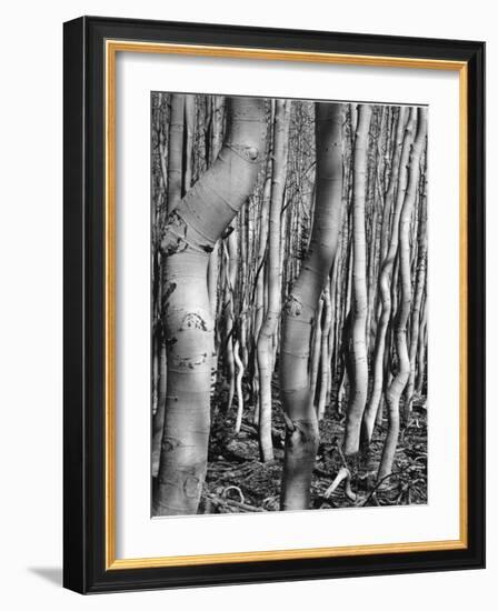 Aspens, Utah, 1972-Brett Weston-Framed Photographic Print