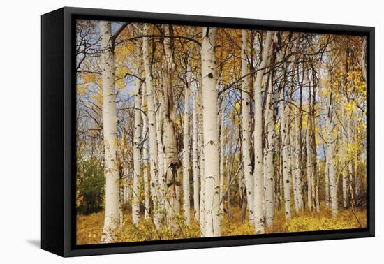 Aspens with autumn foliage, Kaibab National Forest, Arizona, USA-Michel Hersen-Framed Premier Image Canvas