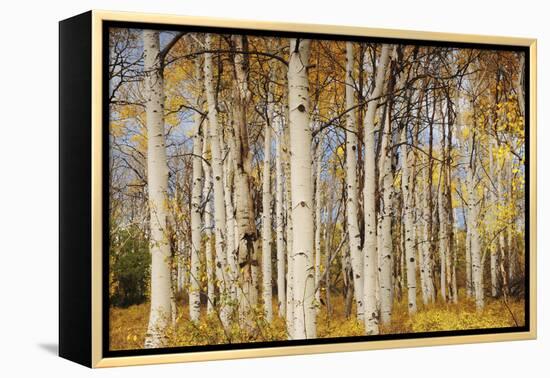 Aspens with autumn foliage, Kaibab National Forest, Arizona, USA-Michel Hersen-Framed Premier Image Canvas