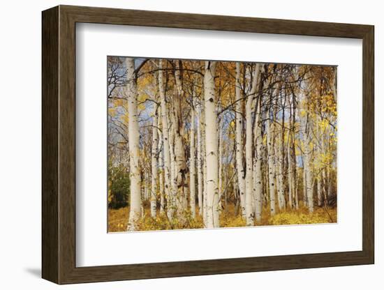 Aspens with autumn foliage, Kaibab National Forest, Arizona, USA-Michel Hersen-Framed Photographic Print