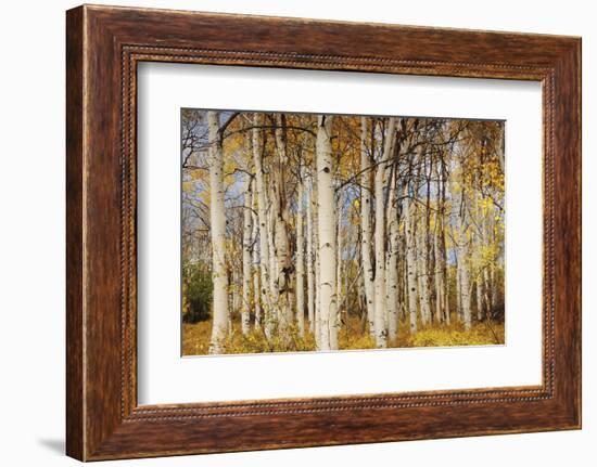 Aspens with autumn foliage, Kaibab National Forest, Arizona, USA-Michel Hersen-Framed Photographic Print