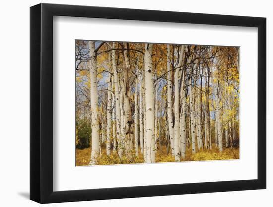 Aspens with autumn foliage, Kaibab National Forest, Arizona, USA-Michel Hersen-Framed Photographic Print