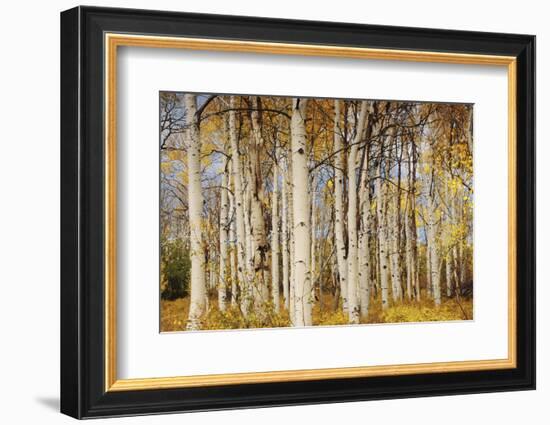 Aspens with autumn foliage, Kaibab National Forest, Arizona, USA-Michel Hersen-Framed Photographic Print