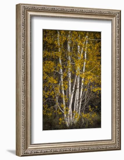 Aspens-David Lorenz Winston-Framed Art Print