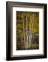 Aspens-David Lorenz Winston-Framed Art Print