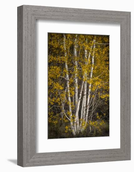 Aspens-David Lorenz Winston-Framed Art Print