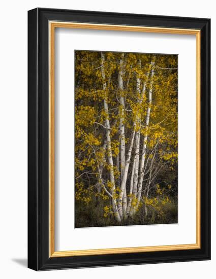 Aspens-David Lorenz Winston-Framed Art Print