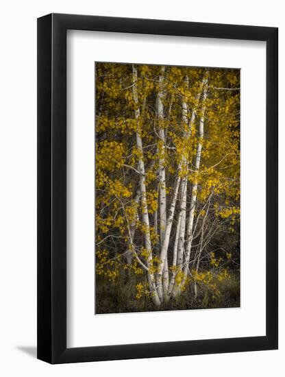 Aspens-David Lorenz Winston-Framed Art Print