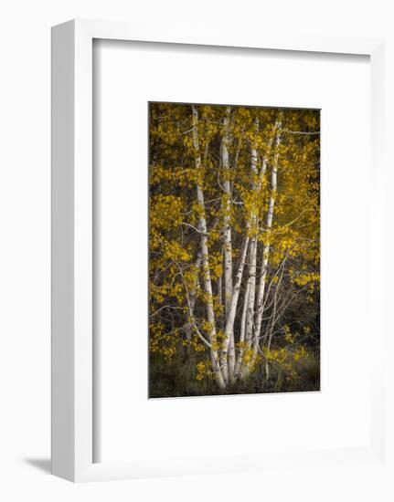 Aspens-David Lorenz Winston-Framed Art Print