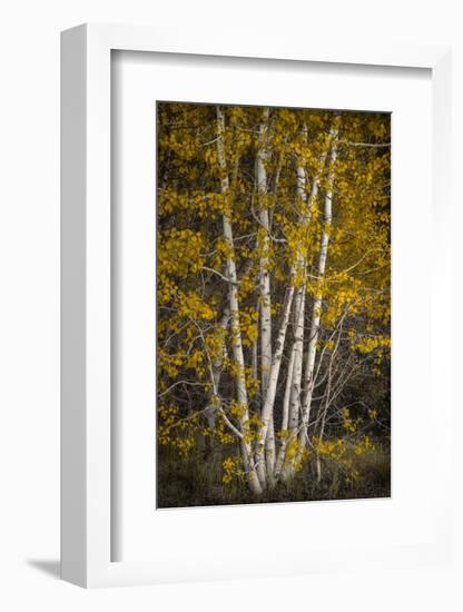 Aspens-David Lorenz Winston-Framed Art Print