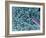 Aspergillus Fungus Spores, SEM-Steve Gschmeissner-Framed Photographic Print