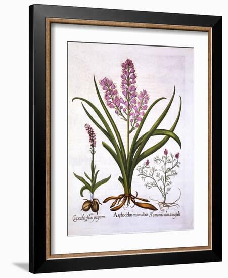 Asphodel, Burnt Orchid and Fumaria Spicata, from 'Hortus Eystettensis', by Basil Besler (1561-1629)-German School-Framed Giclee Print