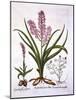 Asphodel, Burnt Orchid and Fumaria Spicata, from 'Hortus Eystettensis', by Basil Besler (1561-1629)-German School-Mounted Giclee Print