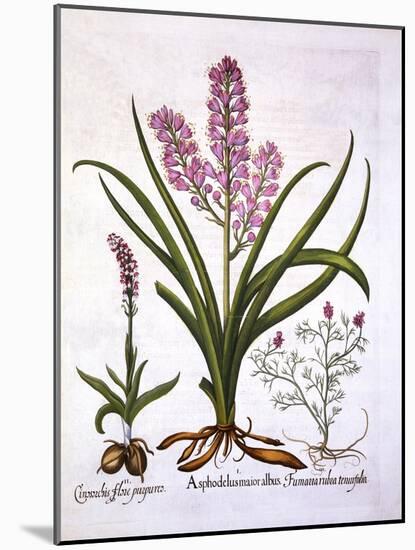 Asphodel, Burnt Orchid and Fumaria Spicata, from 'Hortus Eystettensis', by Basil Besler (1561-1629)-German School-Mounted Giclee Print