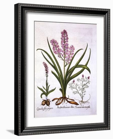 Asphodel, Burnt Orchid and Fumaria Spicata, from 'Hortus Eystettensis', by Basil Besler (1561-1629)-German School-Framed Giclee Print