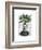 Aspidistra Head Plant Head-Fab Funky-Framed Art Print