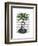 Aspidistra Head Plant Head-Fab Funky-Framed Art Print