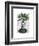 Aspidistra Head Plant Head-Fab Funky-Framed Art Print