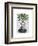 Aspidistra Head Plant Head-Fab Funky-Framed Art Print