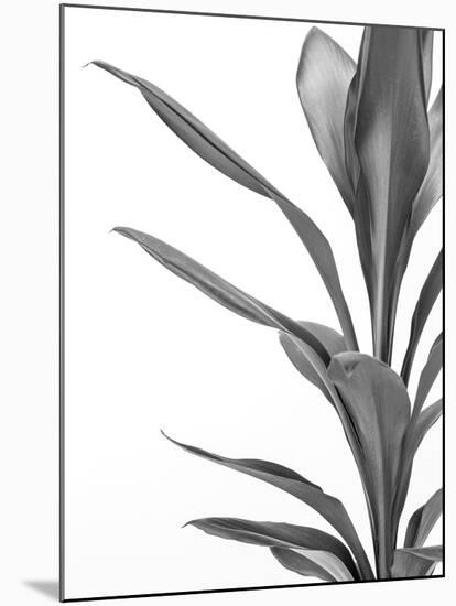 Aspidistra Noir-Assaf Frank-Mounted Giclee Print