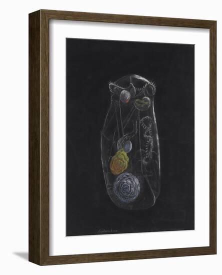 Asplanchna: Rotifer-Philip Henry Gosse-Framed Giclee Print