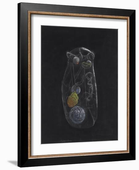 Asplanchna: Rotifer-Philip Henry Gosse-Framed Giclee Print