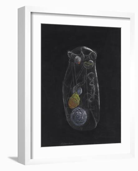 Asplanchna: Rotifer-Philip Henry Gosse-Framed Giclee Print