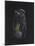 Asplanchna: Rotifer-Philip Henry Gosse-Mounted Giclee Print