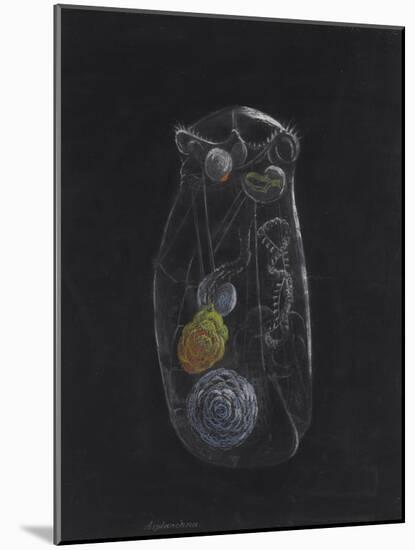 Asplanchna: Rotifer-Philip Henry Gosse-Mounted Giclee Print