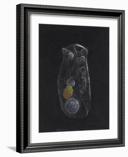 Asplanchna: Rotifer-Philip Henry Gosse-Framed Giclee Print