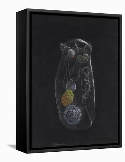 Asplanchna: Rotifer-Philip Henry Gosse-Framed Premier Image Canvas