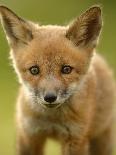 Red Fox Cub-Assaf Gavra-Framed Photographic Print