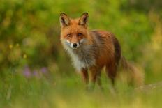 Red Fox Cub-Assaf Gavra-Framed Photographic Print