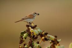 Shrike &Amp; Beatle-Assaf Gavra-Photographic Print