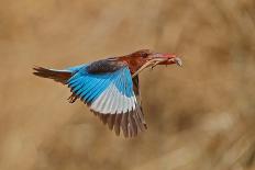 White-Throated Kingfisher Catch-Assaf Gavra-Photographic Print